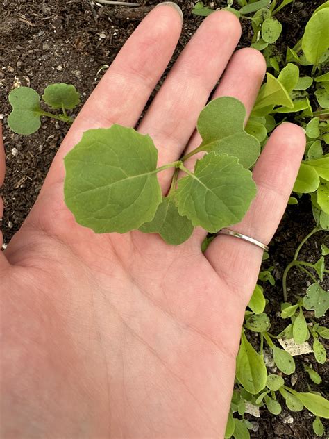 Broccoli seedling? : r/whatsthisplant