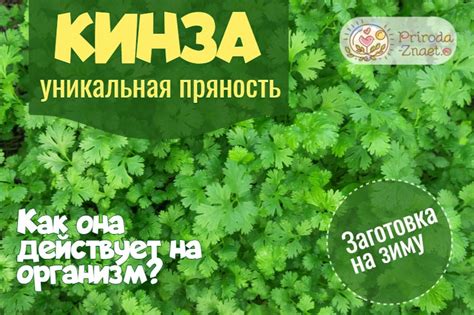Кинза - польза и вред для здоровья