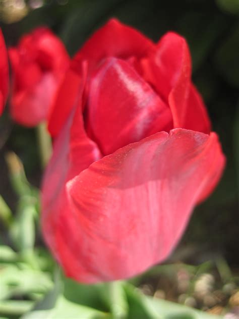 Tulip Time! | Lifetransplanet