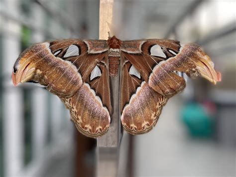 This huge moth that stopped to rest in my backyard : r/pics