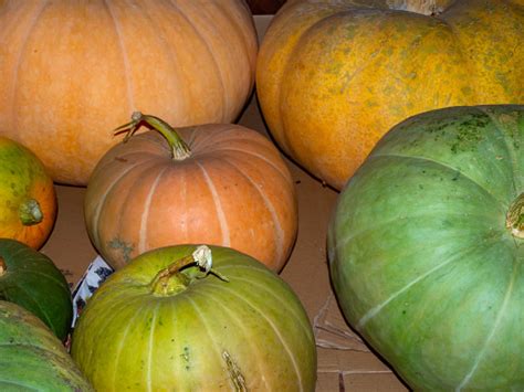 labu warnawarni berbagai jenis labu foto stok  gambar