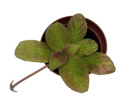 Belize Flame Violet - Episcia - 2.5" Pot - Great House Plant - Hirt's