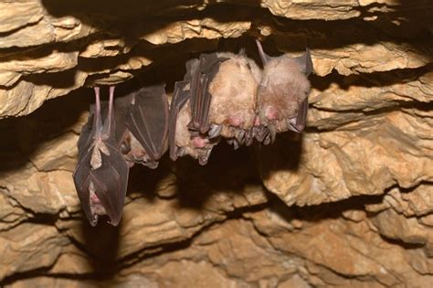 Groups Of Sleeping Bats In Cave Stock Photo - Download Image Now - Bat ...