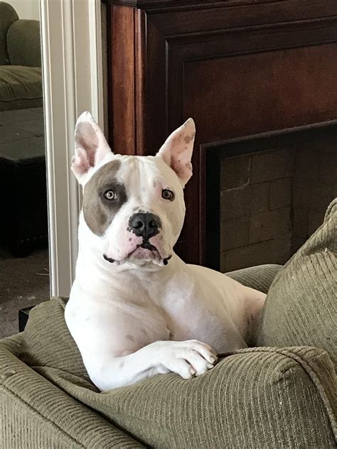My name is Odin, and I’m a real good boy : r/pitbulls