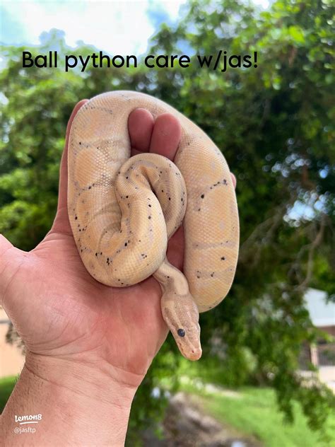 How to care for a ball python? | 2024 real user experience on Lemon8