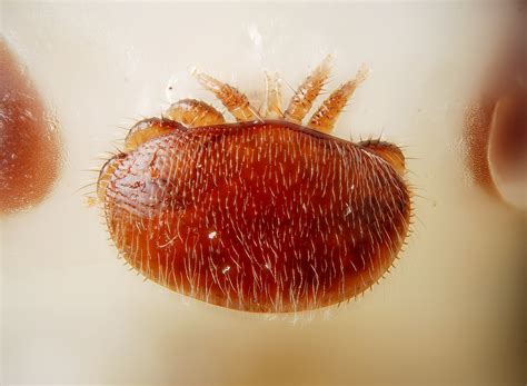 varroa destructor mite entomology today