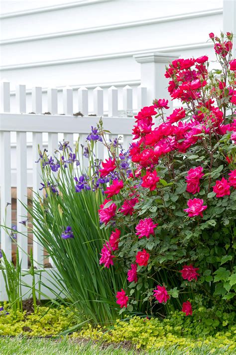 What Flowers Grow Well Together? Try These 28 Pretty Combinations