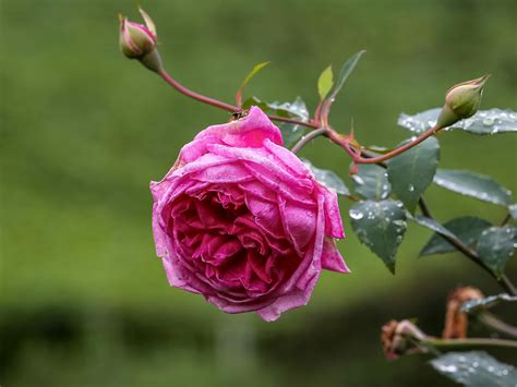 Naked Red Heads Photos, Download The BEST Free Naked Red Heads Stock