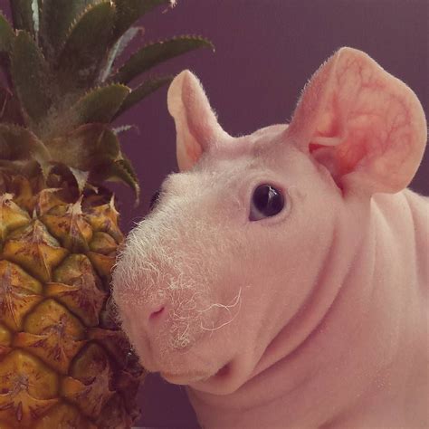Pin on Baby Skinny Guinea Pigs