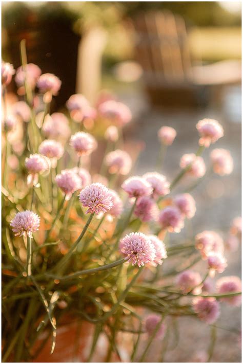 Companion Planting : Flowers & Herbs that help repel bugs