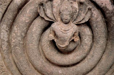 unearthing vasuki indias prehistoric giant snake indrosphere