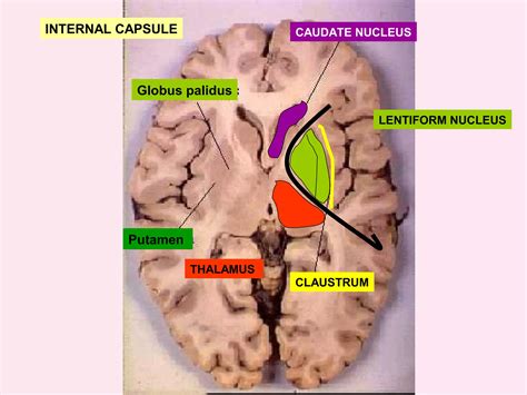 What Atery Supplies The Internal Capsule 7