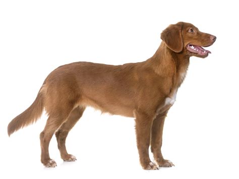 Nova Scotia Duck Tolling Retriever Info Nova Scotia Duck Tolling ...