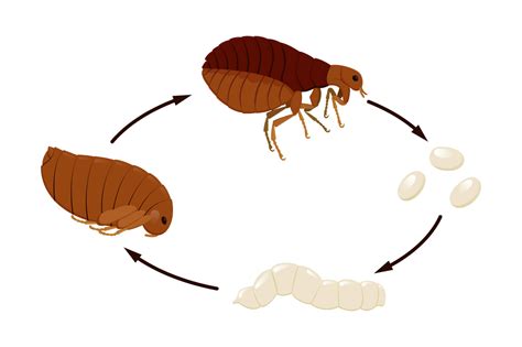 info hub moxie pest control
