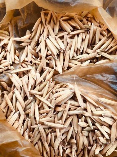 hybrid brown paddy seed   agriculture packaging type loose