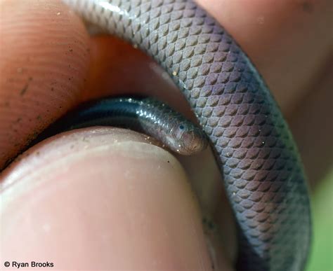 Brahminy Blindsnake - Indotyphlops braminus