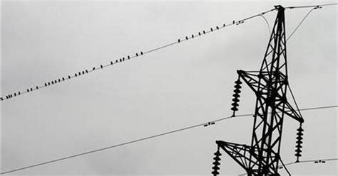 Alasan Burung Tak Tersengat Listrik saat Bertengger di Kabel Listrik ...
