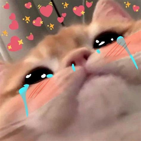 Crying Meme, Cat Crying, Cute Love Cartoons, Funny Cute Cats, Mobile ...