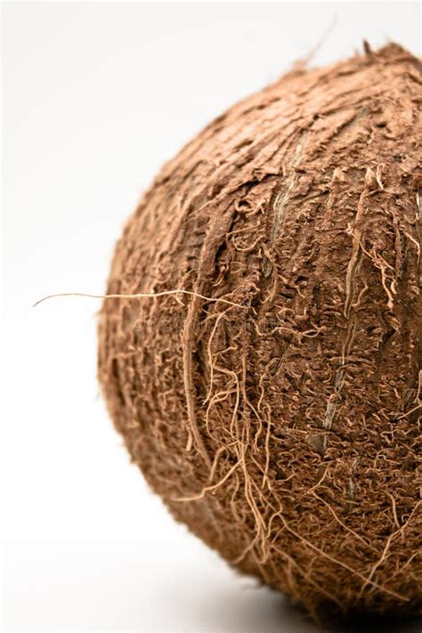 coco em um fundo branco foto de stock imagem de cortado