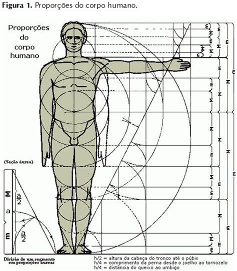 As proporções de ouro no corpo humano. | Proporção áurea, Divina ...