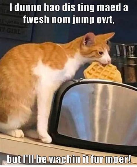 Leggo my eggo! - Lolcats - lol | cat memes | funny cats | funny cat ...