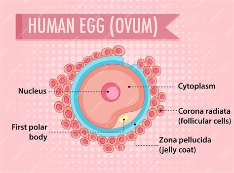 Onde Fica O Ovulo - Diagrama mostrando o óvulo humano | Vetor Grátis