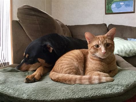 [help] why does my dog cry with my laundry? : r/dogs