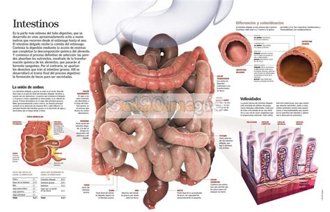 Quantos Metros Tem Os Intestinos - 8