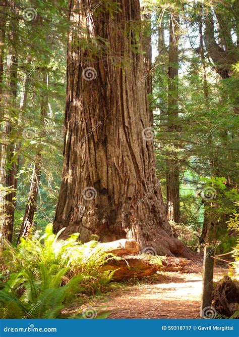 picture of redwood tree 1