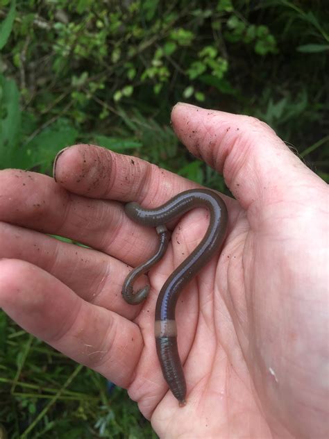 Invasive earthworms threaten forests and gardens, and mitigation has