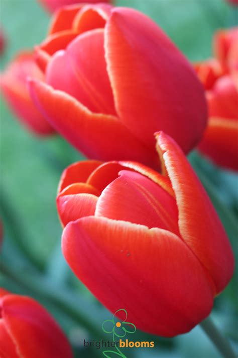 Tulip Esta Bonita – Brighter Blooms