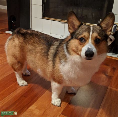 Purebred Pembroke Welsh Corgi Stud - Stud Dog LA - Breed Your Dog