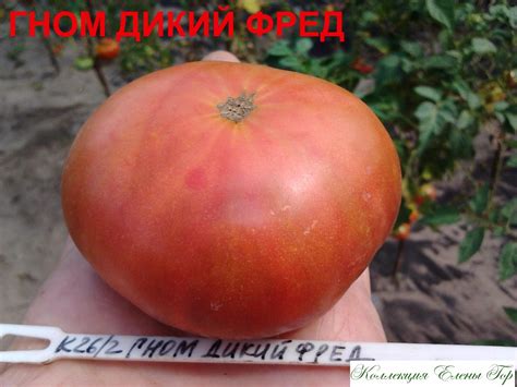 Томат Дикий Фред: описание сорта, ОТЗЫВЫ (13), фото, урожайность