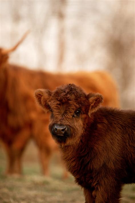 Baby Highland Cows Wallpapers - Wallpaper Cave