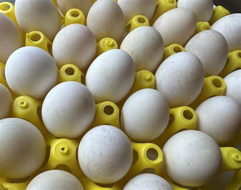 Farm Fresh Duck Eggs – BeeGreen Farms, LLC :: Orlando, Florida