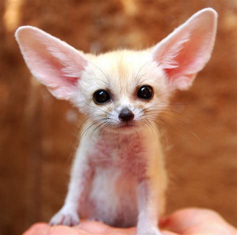 The Fennec Fox is the Most Adorable Animal in the World