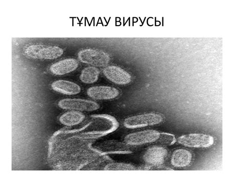 РНҚ - вирустар - презентация онлайн