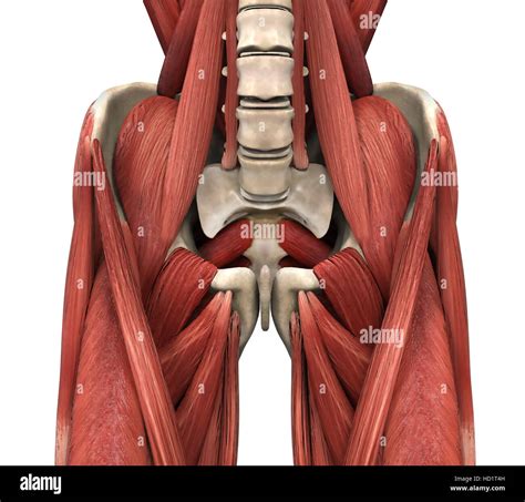 Psoas Muscles Anatomy Stock Photo - Alamy