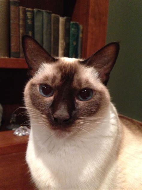 Cinnamon :) | Cats, All about cats, Animals