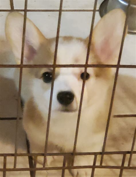 AKC Puppies For Sale In Houston, TX