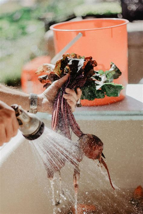 Growing Beets - Garden & Thrive