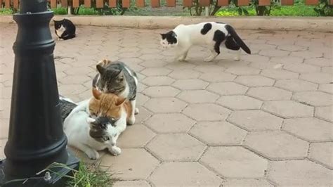 Momento Gatos Apareándose Teniendo Sexo — Vídeo de stock #558861918 ...