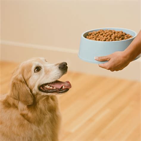 Whats The Best Puppy Food For Puppies