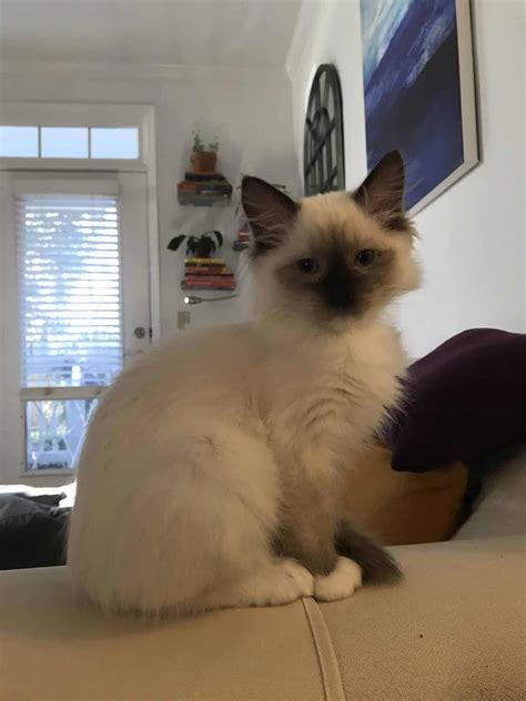 The Chocolate Ragdoll Cat - Mitted, Colorpoint, Bicolor & Lynx