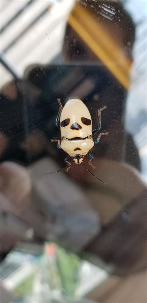 This beetle that looks like a friendly skull. : r/pics