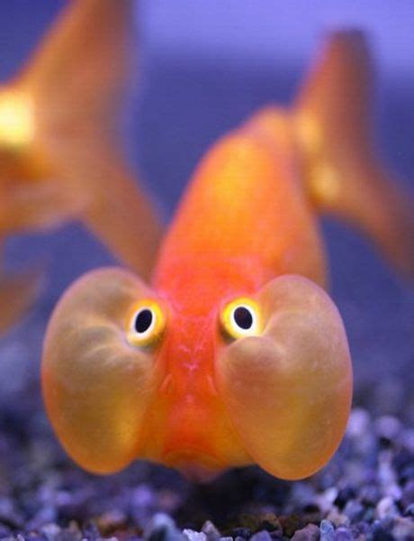 Fishy, Fishy, Fishy, Fish! - HIV and ID Observations HIV and ID ...