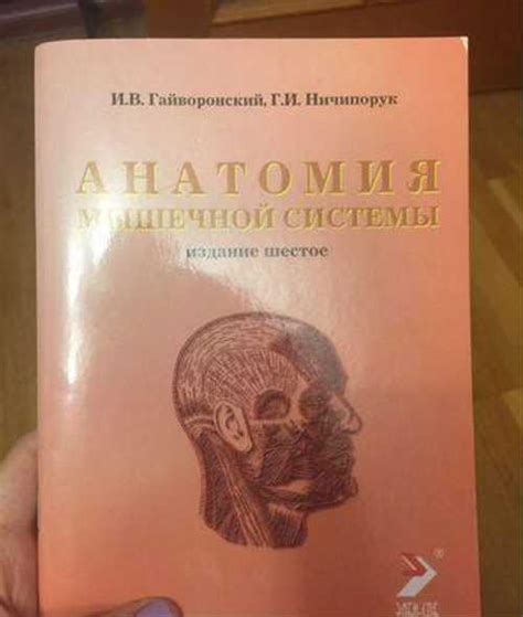 Методичка, анатомия мышечной системы Гайворонский | Festima.Ru ...