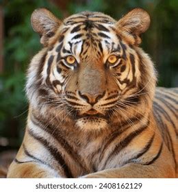 women tiger lying  stock photo  shutterstock