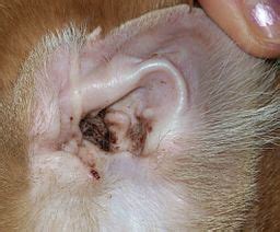 Ear Mites in Cats | Causes, Symptoms & Treatment | Study.com