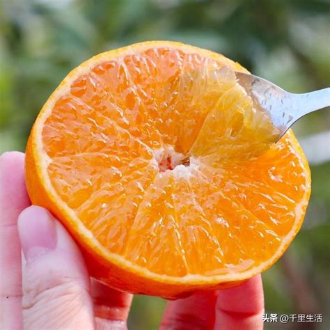 ehime   jelly orange  connotative orange queen  simply
